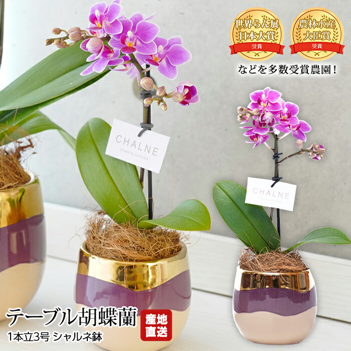 胡蝶蘭 テーブル胡蝶蘭 1本立 3号 シャルネ鉢 椎名洋ラン園 産地直送