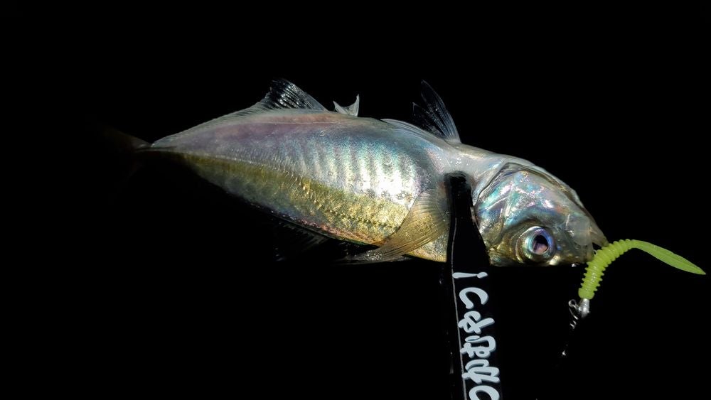 モーリス グラファイトワークス TFL-55RX-Ti シェイクダウン