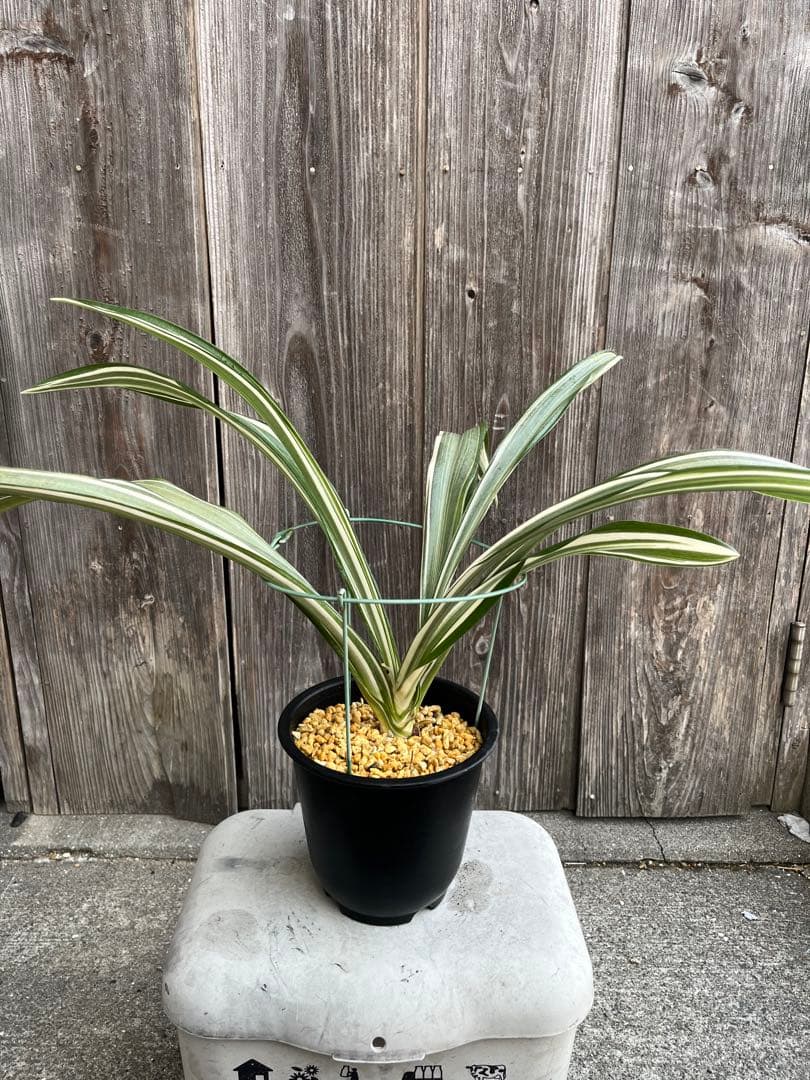 万年青銘品『鶴裳』成木　寒蘭　春蘭　東洋蘭　万年青 東洋蘭専門店 蘭万園 オンラインショップ