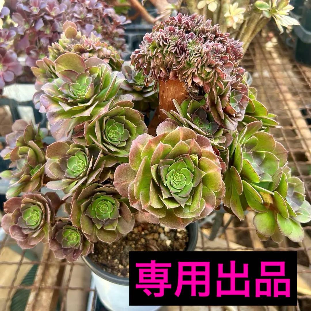 確認専用‼️アエオニウム　コレクション 銅切りアエオニウムのその後＆サクサク切れる剪定バサミ(*Ü