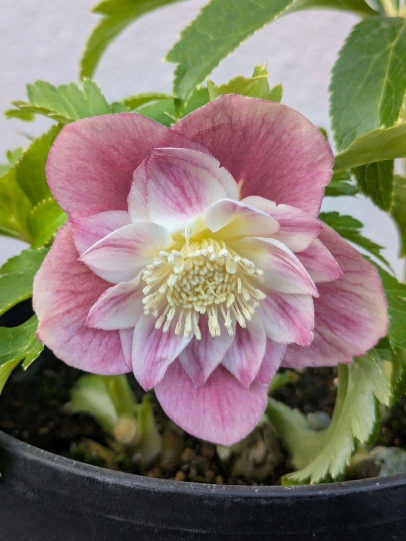 広瀬園芸 クリスマスローズ オーレア系ピンクグラデーションdd※訳あり 広瀬園芸 クリスマスローズ オーレア系 ピンクグラデーションdd